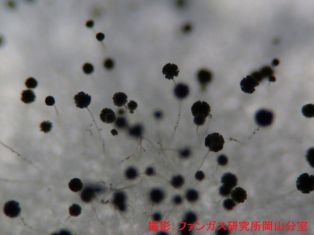 アスペルギルス属 アスペルギルス属