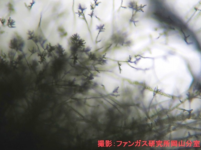 クラウドスポリウム属 クラウドスポリウム属