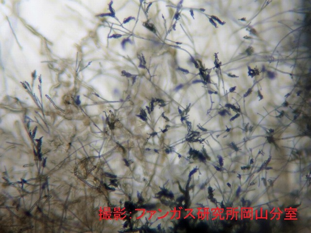 ペニシリウム属 ペニシリウム属